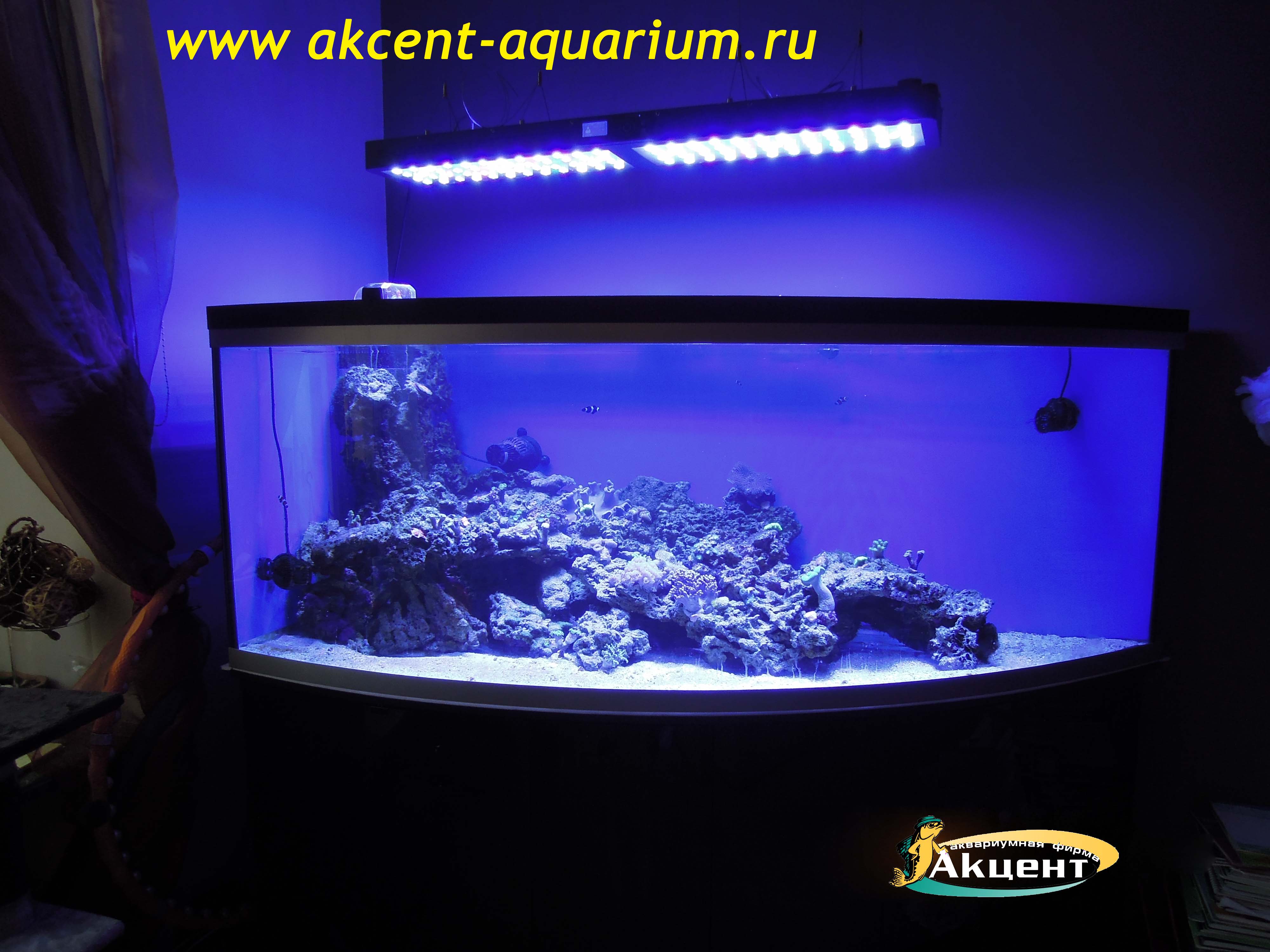 Акцент-аквариум,морской аквариум угловой 800 литров с гнутым передним стеклом